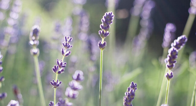 Welkom op de site van praktijk Vief!