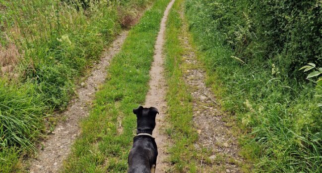Therapeutische waarde